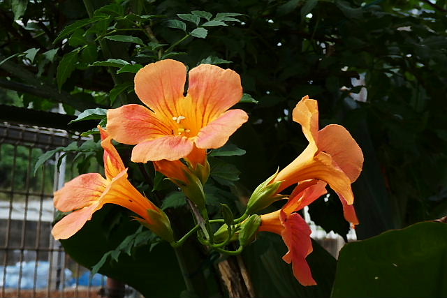 白粉花、凌霄花、アメリカ凌霄花、匂い蕃茉莉、サルビア、唐綿、アメリカ芙蓉_c0051143_23371494.jpg