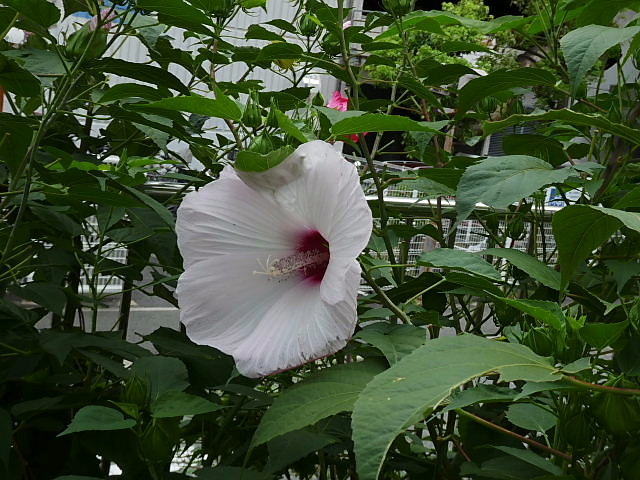 白粉花、凌霄花、アメリカ凌霄花、匂い蕃茉莉、サルビア、唐綿、アメリカ芙蓉_c0051143_2346543.jpg