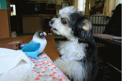 c0145250_09425839.gif