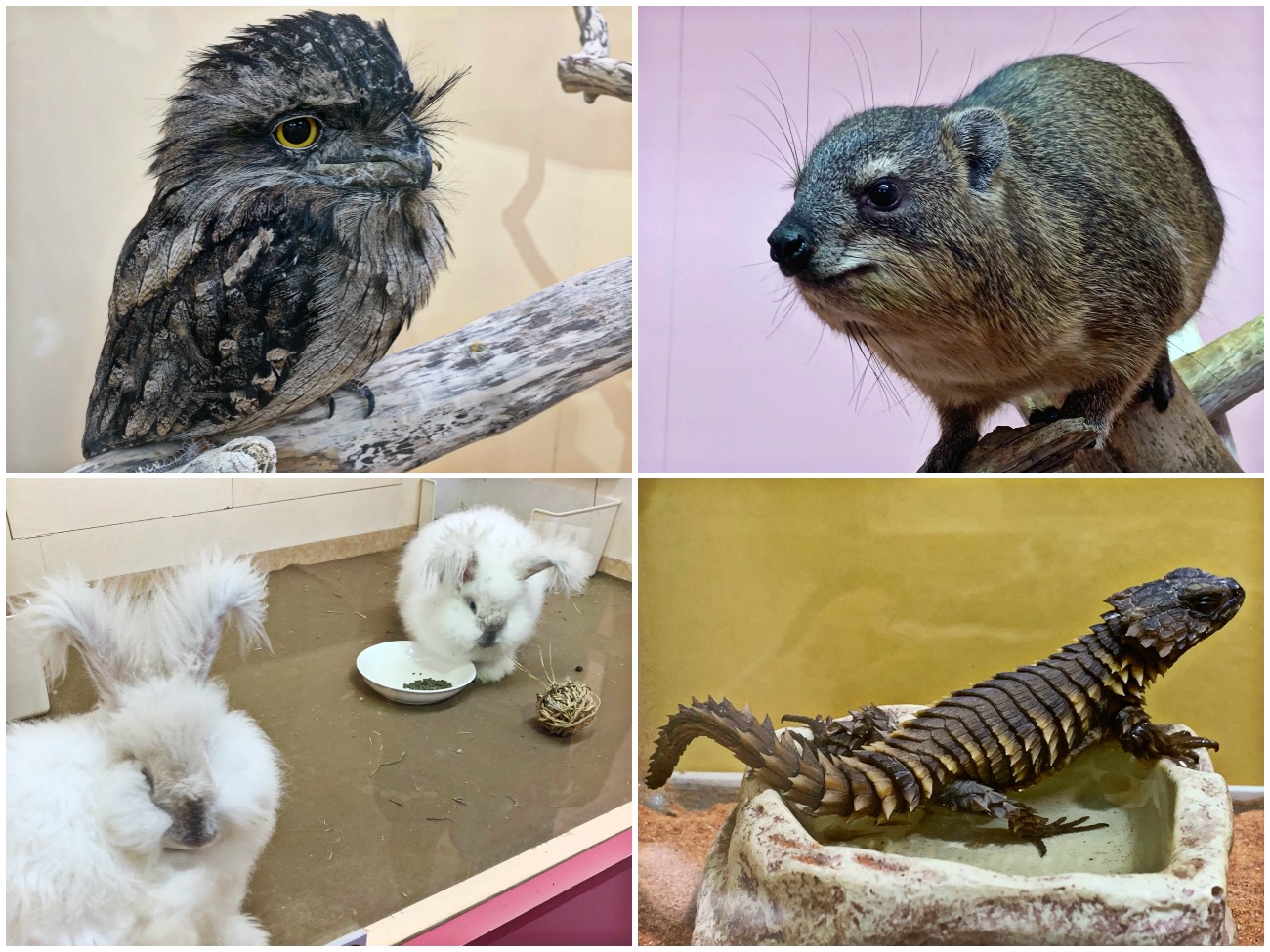 ☆2019.8.21池袋サンシャイン水族館〜帰宅_e0105954_1764311.jpg