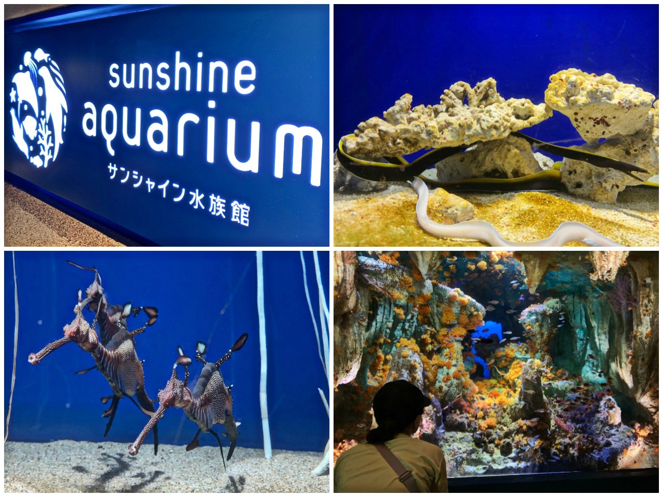 ☆2019.8.21池袋サンシャイン水族館〜帰宅_e0105954_177930.jpg