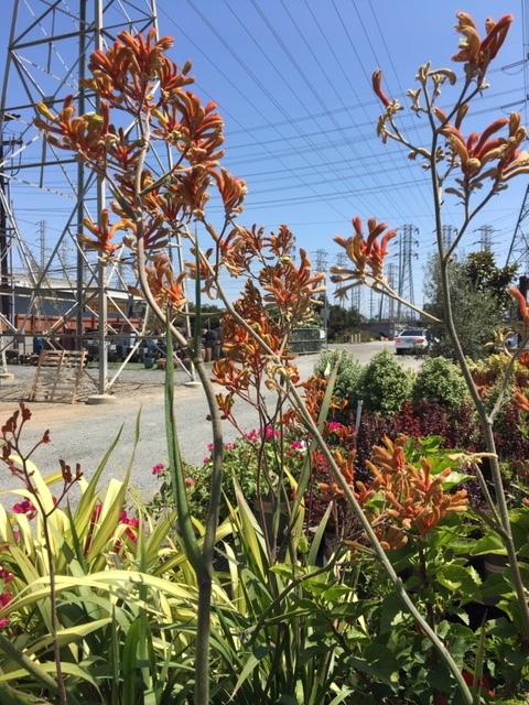 長ネギを花材にして生け花_e0350971_09531292.jpg