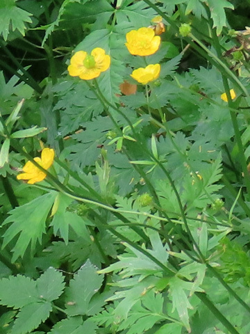 f0083977_21405376.jpg