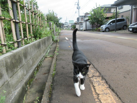 コロコロごろごろ_a0203003_14083055.jpg
