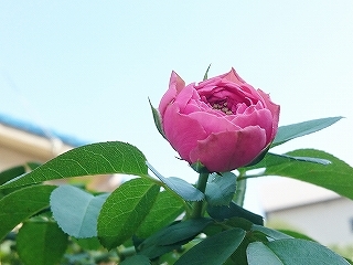 e0289203_20590933.jpg