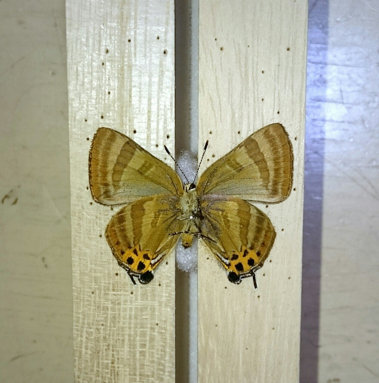 a0361610_22054637.jpg