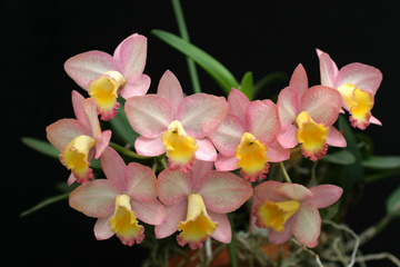 Ctt. Fairyland \'Parisienne\'_f0348111_20384423.jpg