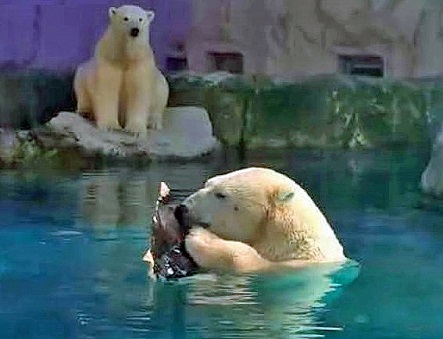 ブラジル サンパウロ水族館のピリグリムとオーロラの近況 はたして本当にカザン市動物園に帰還するか Polarbearology Conjectaneum