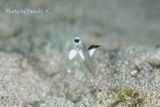 人魚ハゼ_c0211615_16232903.jpg