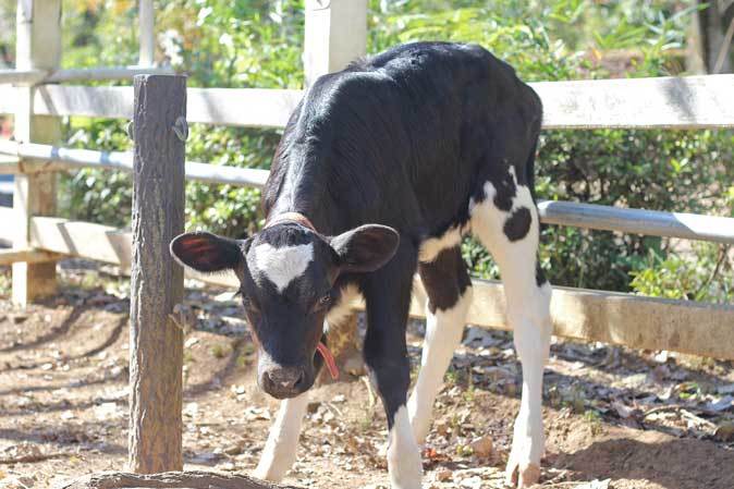 こんにちは、ウシの赤ちゃん（埼玉県こども動物自然公園 November 2018）_b0355317_22150094.jpg