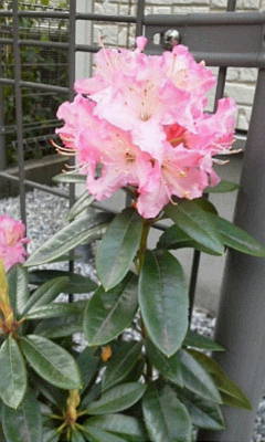 c0074721_16320795.jpg