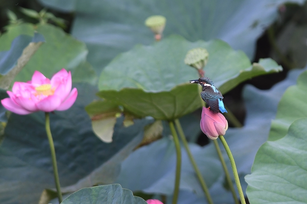 蓮の花にカワセミ_b0162232_10501974.jpg