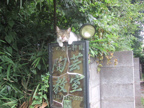 戦友〜陶芸教室に住みついた猫のおはなし〜_f0333437_23481075.jpg