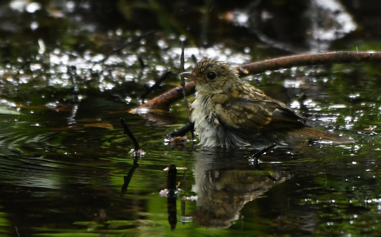 キビタキ：幼鳥の水浴び_c0233349_20540202.jpg