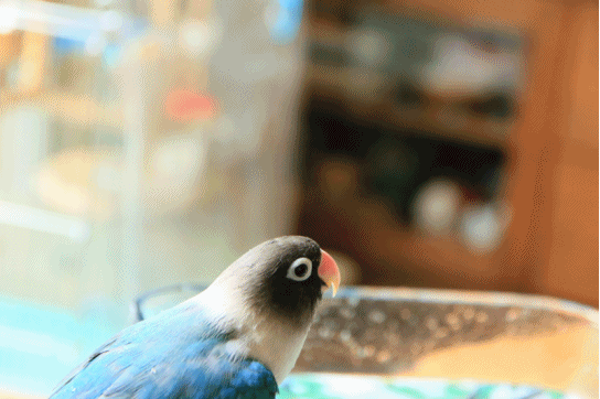 c0145250_10190688.gif