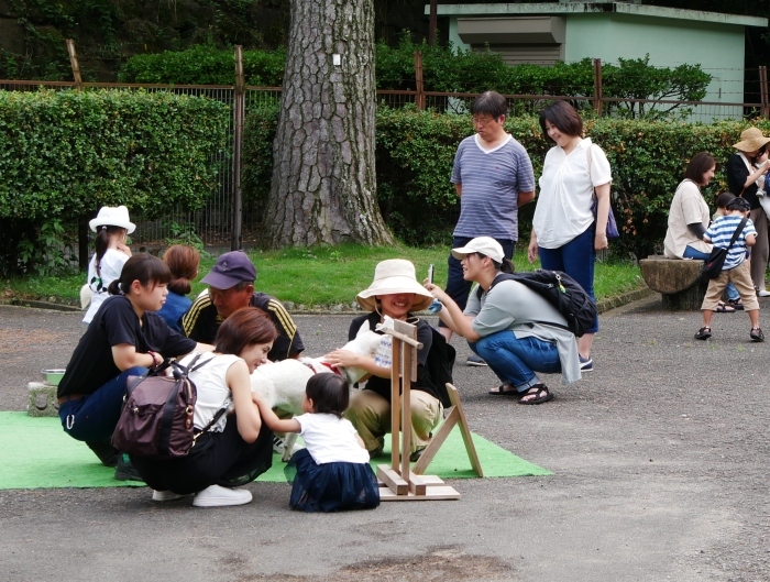   お城の動物園　あやめ と さつき　　２０１９-０８-２９　００：００ 　　 　_b0093754_23153645.jpg