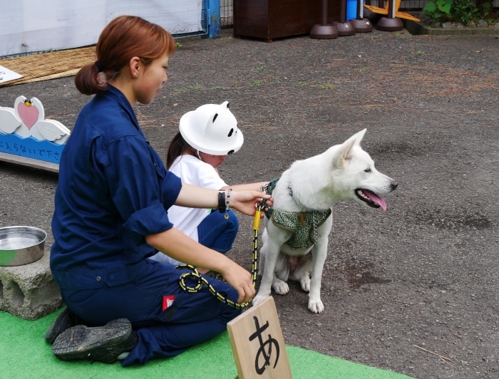   お城の動物園　あやめ と さつき　　２０１９-０８-２９　００：００ 　　 　_b0093754_23154842.jpg