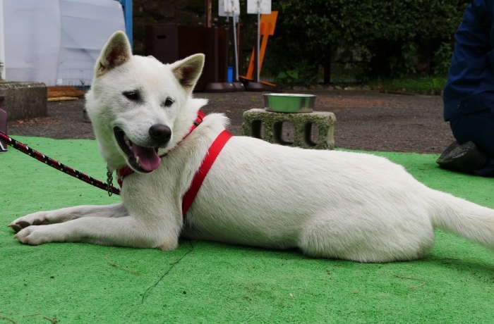   お城の動物園　あやめ と さつき　　２０１９-０８-２９　００：００ 　　 　_b0093754_23181117.jpg