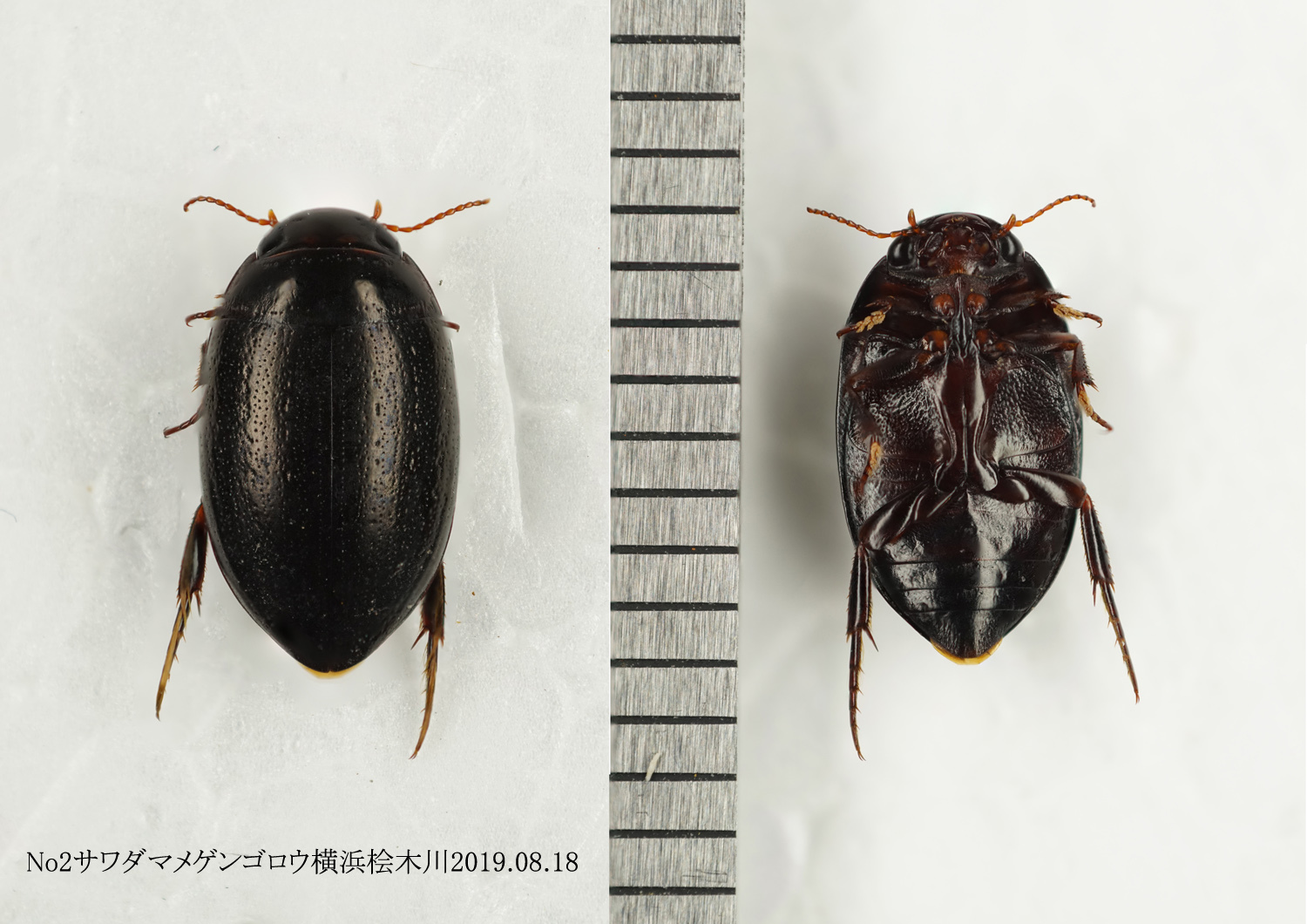 エゾヒメゲンゴロウ と オオヒメゲンゴロウなど : 北の