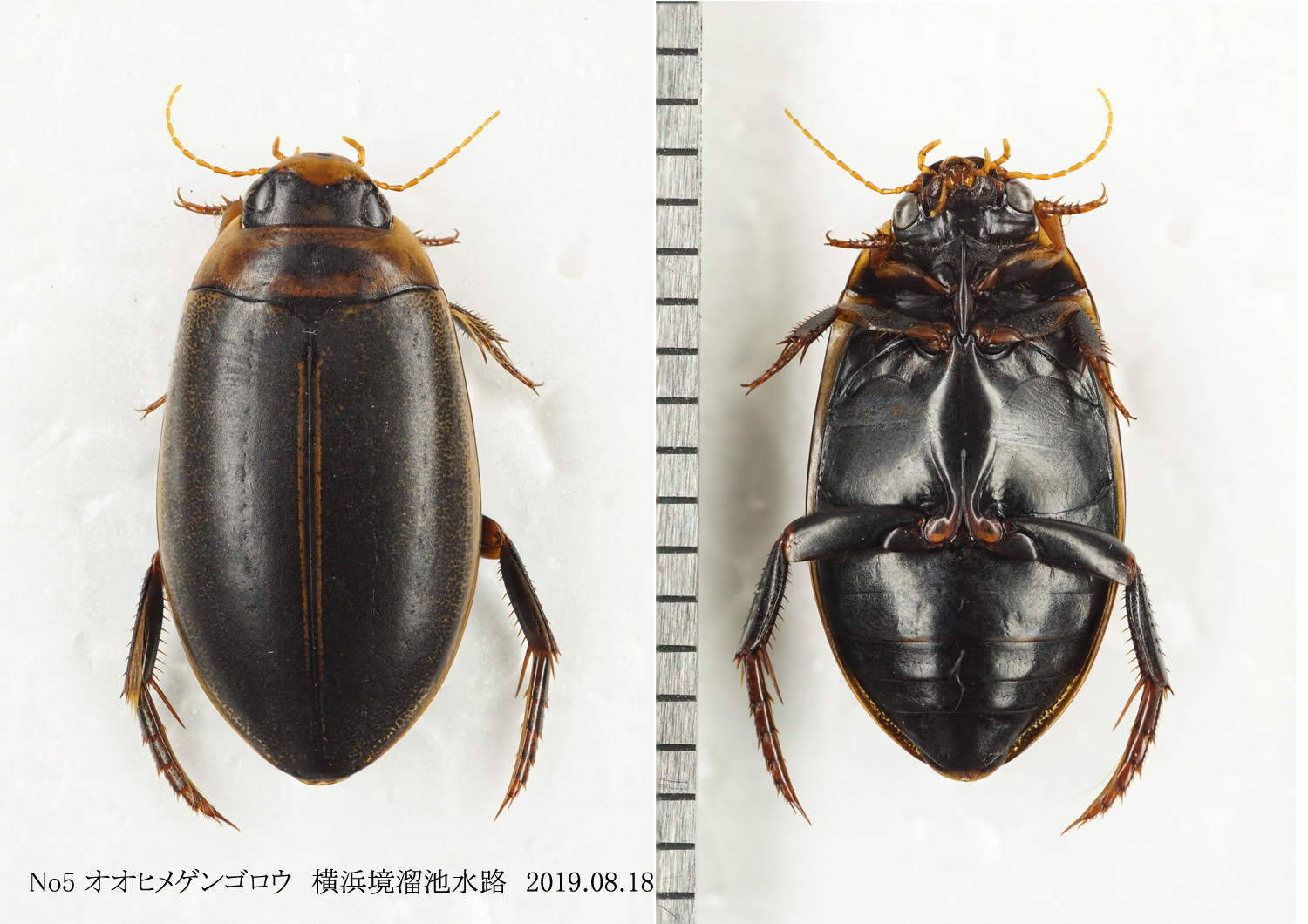 エゾヒメゲンゴロウ と オオヒメゲンゴロウなど : 北のフィールドノート