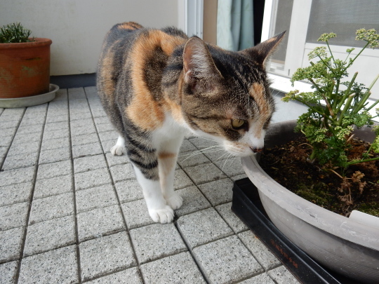 ’19,8,25(日)田舎道と手打ちそば!_f0060461_09050774.jpg