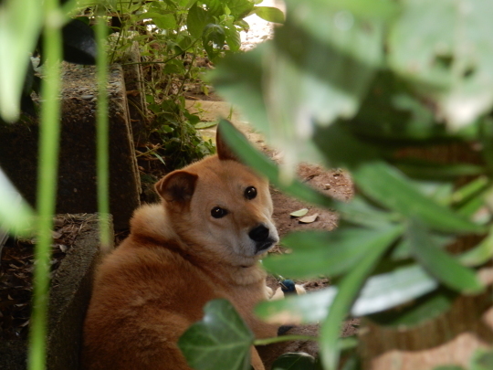 ’19,8,25(日)田舎道と手打ちそば!_f0060461_09310164.jpg