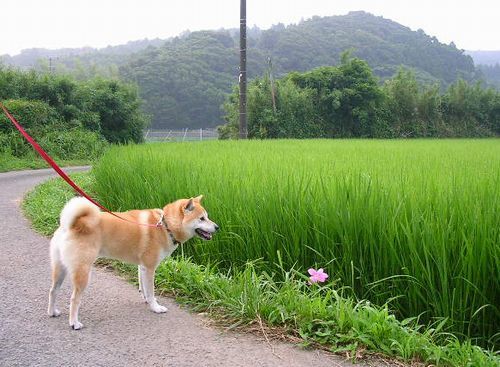 ’19,8,25(日)田舎道と手打ちそば!_f0060461_09342494.jpg
