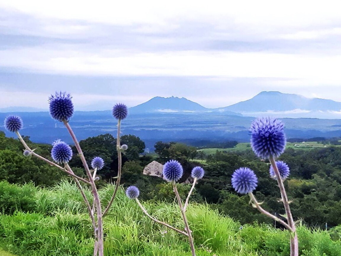 エキノプスの自生地を訪ねて 花暮らしの記
