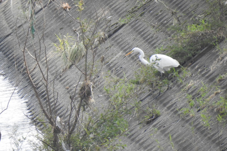 ダイサギ 大和川 大阪府内 2019年8月中旬_e0414072_14031485.jpg