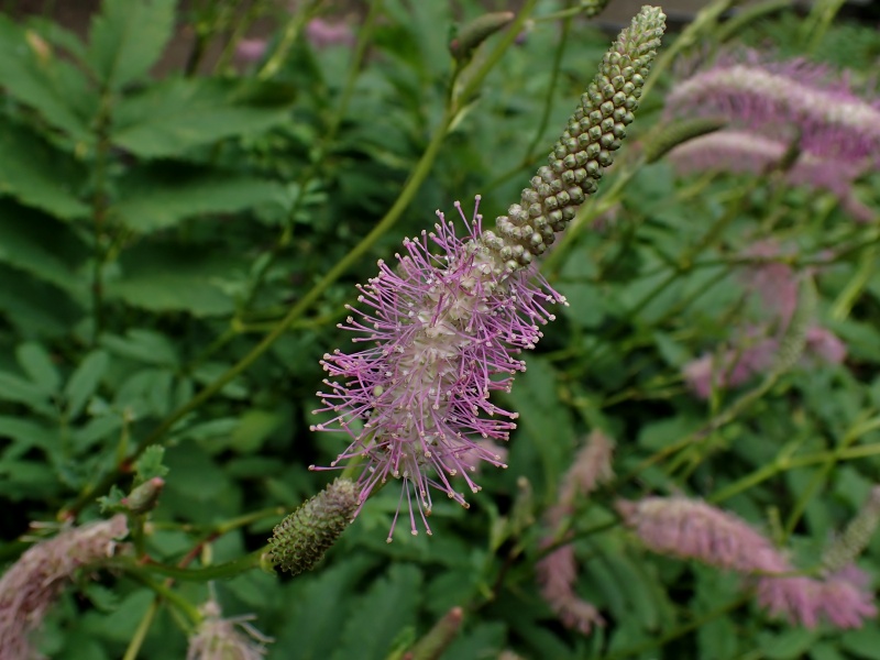 北大植物園の晩夏　　０８２４_c0183777_7335358.jpg