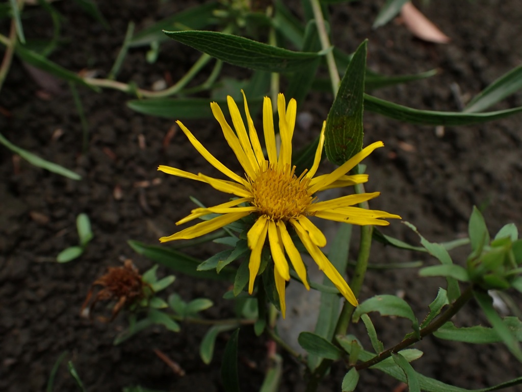 北大植物園の晩夏　　０８２４_c0183777_9382467.jpg