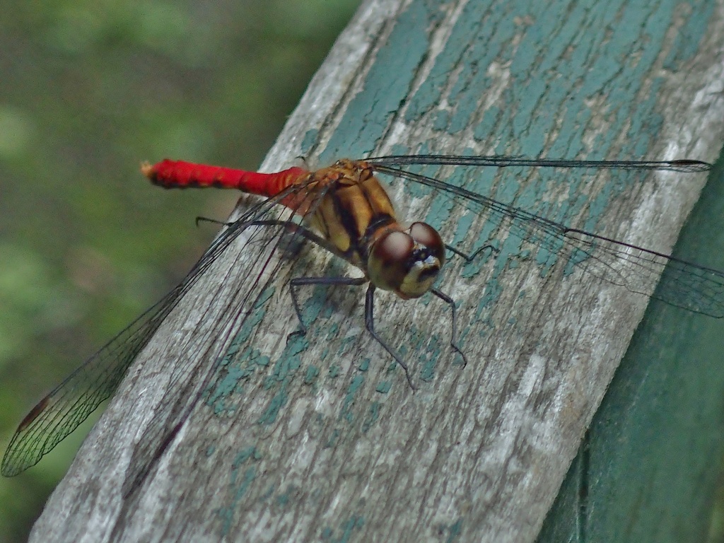 c0183777_9545896.jpg