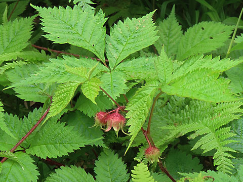 f0083977_06102156.jpg