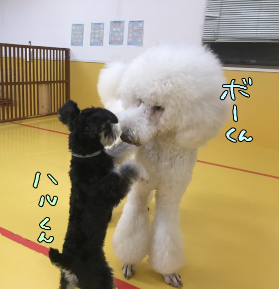 友達100人でっきるっかな?_f0357682_03550439.jpg