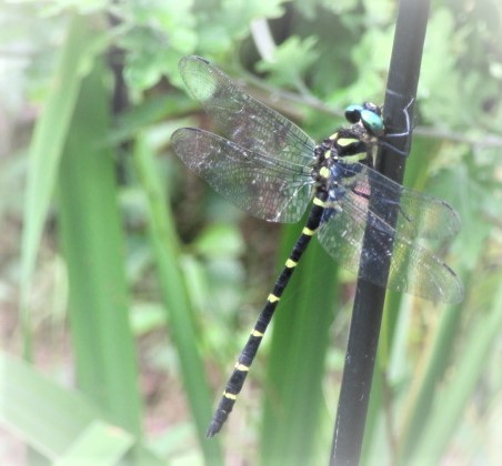 エメラルドグリーンの目とボーダー柄 Caramel 24 Carat エメラルドグリーンの目とボーダー柄 Caramel 24 Carat