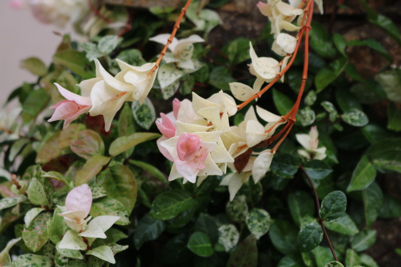 夏の終わりの小さな花 ミセス サファイア 静けさの中で