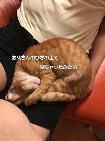 ひまわりちゃん 新生活スタート!_f0242002_11452996.jpeg