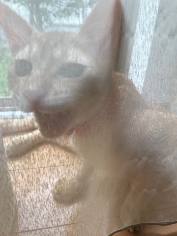 ひまわりちゃん 新生活スタート!_f0242002_11561116.jpg