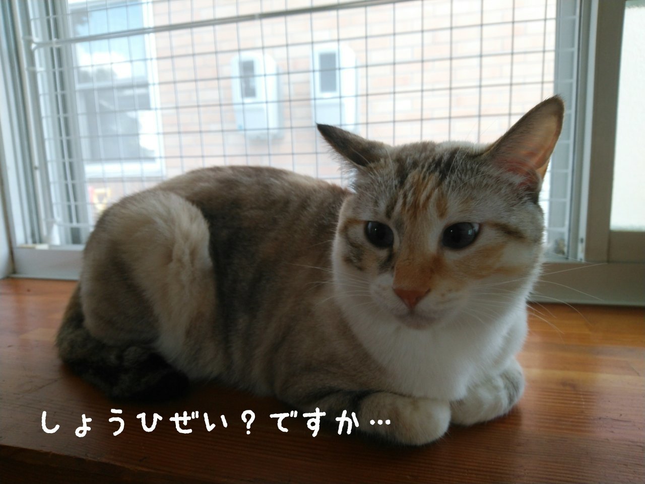 消費税増税と当店の軽減措置_f0255704_23061343.jpg