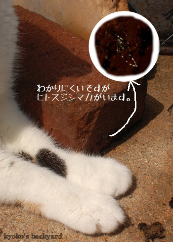 蚊にはご注意を!_b0253205_05005229.jpg
