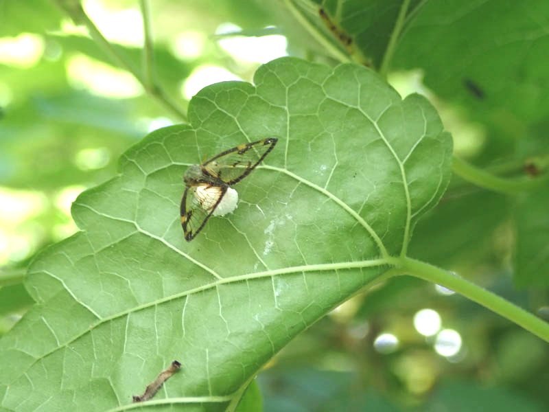 f0177529_21501606.jpg