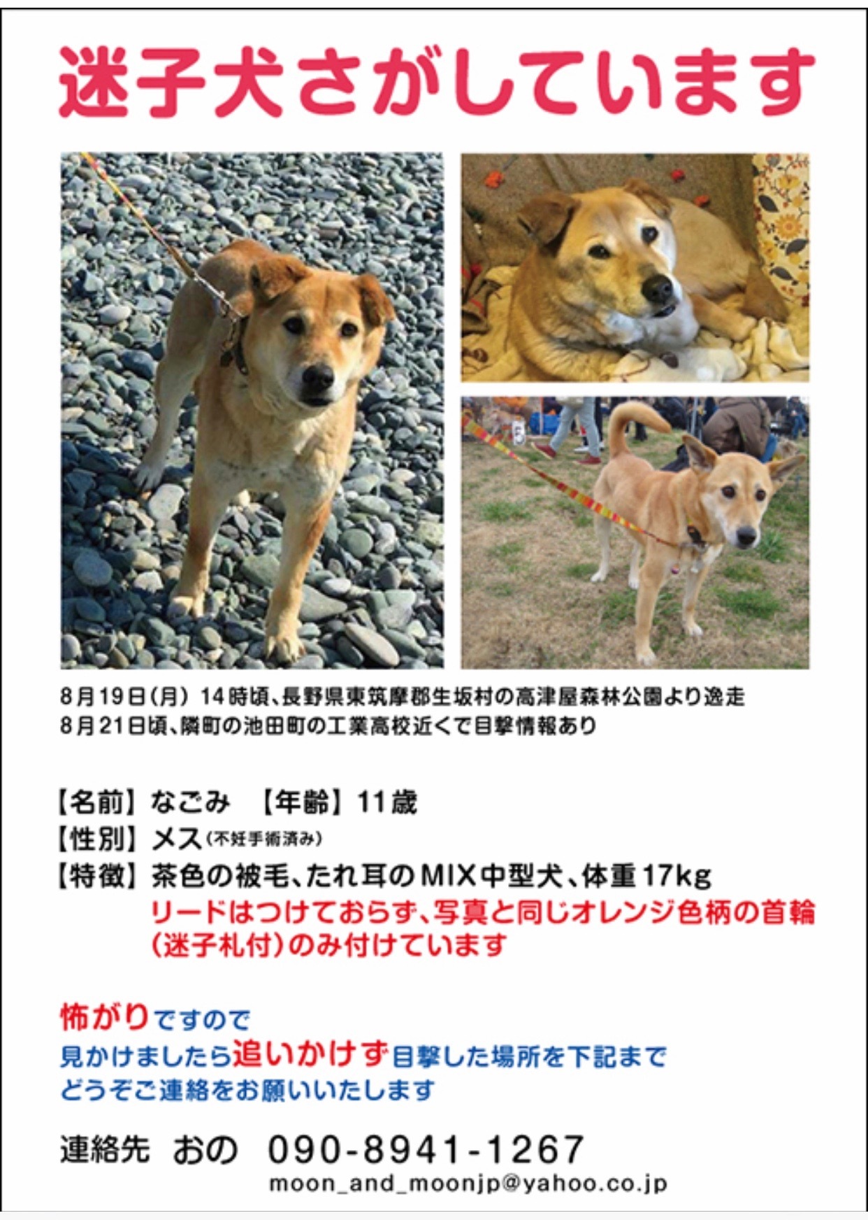 迷子犬捜索ご協力お願いします_f0362668_11533006.jpeg