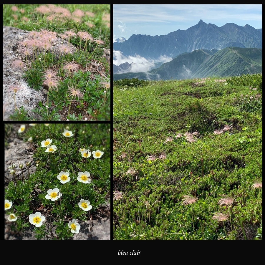 北アルプスの高山植物_b0270372_12112625.jpg