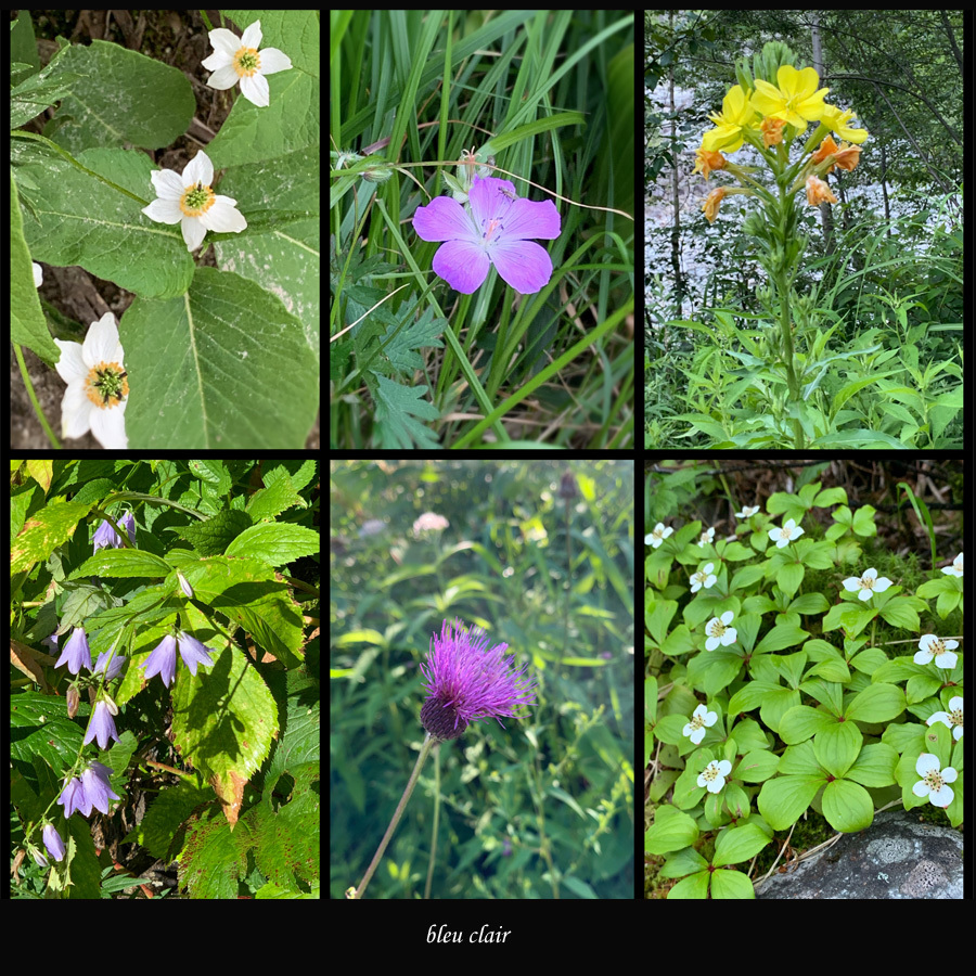 北アルプスの高山植物_b0270372_12283635.jpg