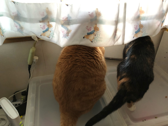 コレな~んだ? _e0355177_14364383.jpg