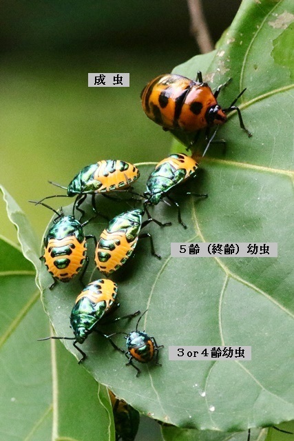 オオキンカメムシ ２０１９ 夏 野山の住認たち