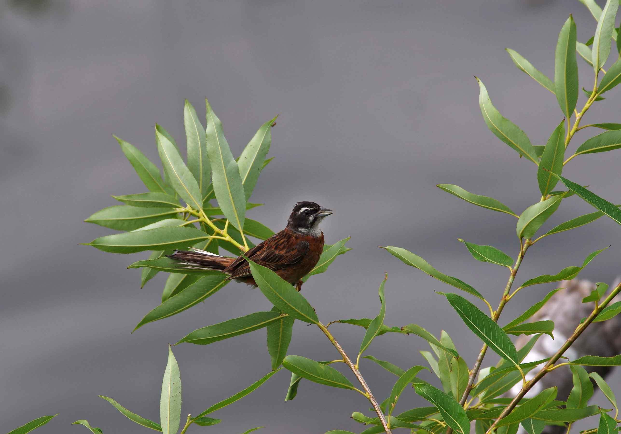 2019年　　8月　　鮎釣り_c0176183_13515499.jpg