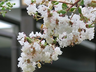 e0130185_23382739.jpg