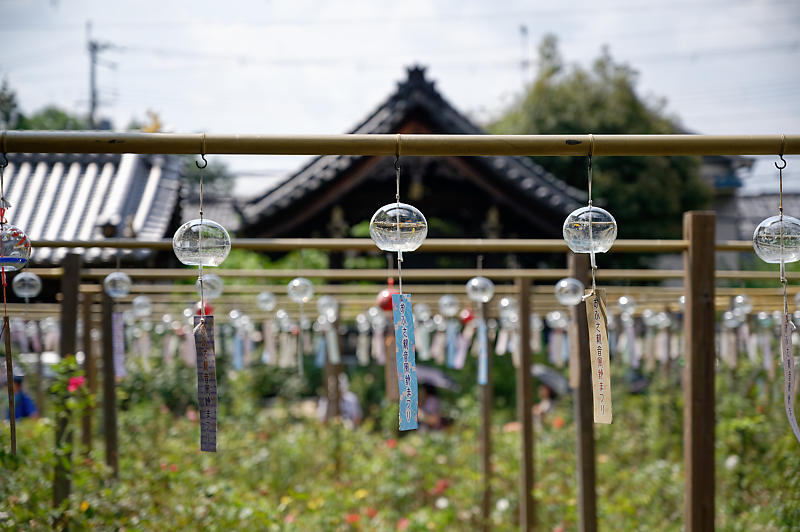 風鈴祭り@おふさ観音寺_f0032011_18342929.jpg