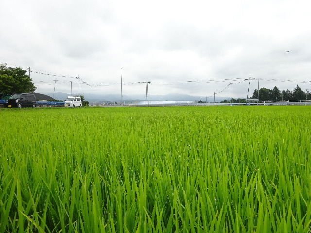 矢巾　田園の中の家　大工工事進行中です。_f0105112_04560238.jpg